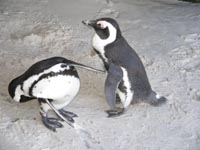 penguins_2.jpg